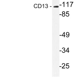 Western Blot - Anti-CD13 Antibody (R12-2065) - Antibodies.com