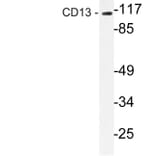 Western Blot - Anti-CD13 Antibody (R12-2065) - Antibodies.com