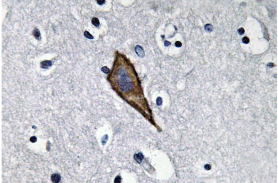 Immunohistochemistry - Anti-CD13 Antibody (R12-2065) - Antibodies.com