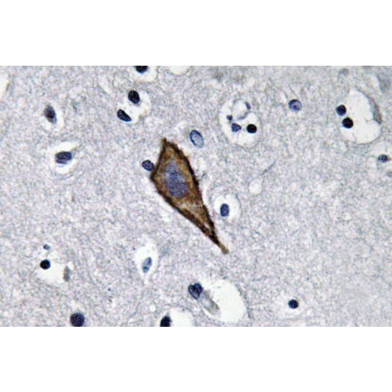 Immunohistochemistry - Anti-CD13 Antibody (R12-2065) - Antibodies.com