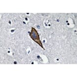 Immunohistochemistry - Anti-CD13 Antibody (R12-2065) - Antibodies.com