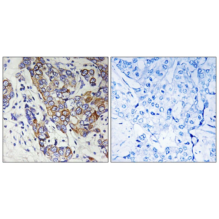Immunohistochemistry - Anti-CBR1 Antibody (C14949) - Antibodies.com