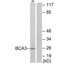 Western Blot - Anti-BCA3 Antibody (C11741) - Antibodies.com