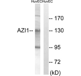 Western Blot - Anti-AZI1 Antibody (C14137) - Antibodies.com