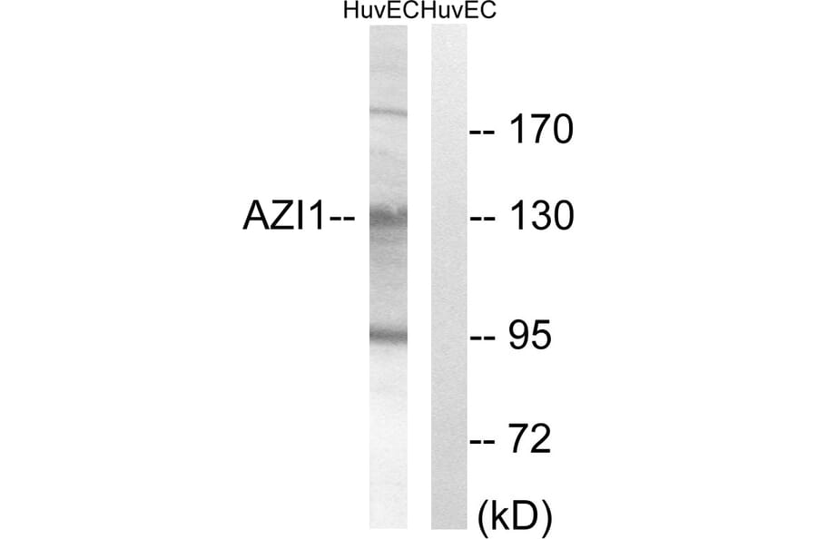 Western Blot - Anti-AZI1 Antibody (C14137) - Antibodies.com