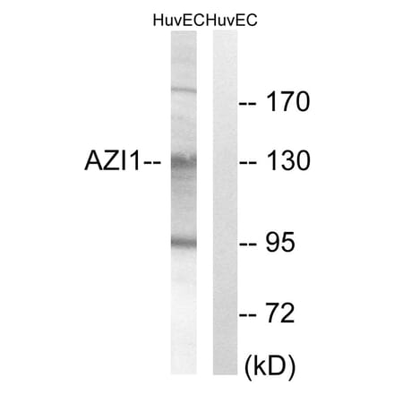 Western Blot - Anti-AZI1 Antibody (C14137) - Antibodies.com