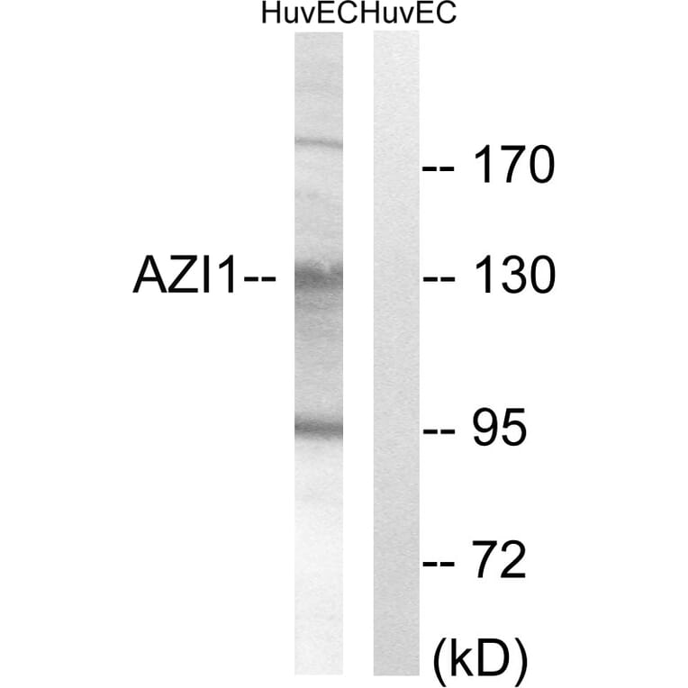 Western Blot - Anti-AZI1 Antibody (C14137) - Antibodies.com