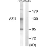 Western Blot - Anti-AZI1 Antibody (C14137) - Antibodies.com