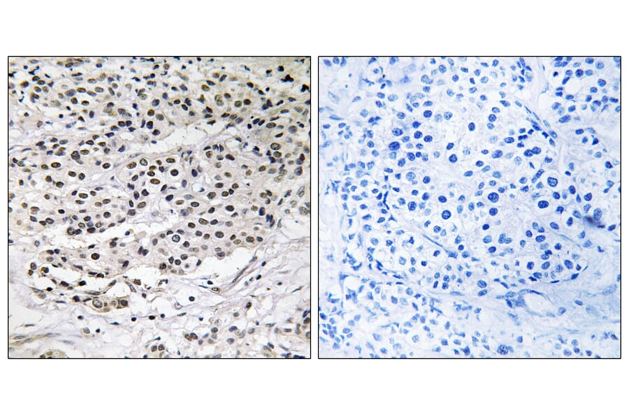 Immunohistochemistry - Anti-AZI1 Antibody (C14137) - Antibodies.com