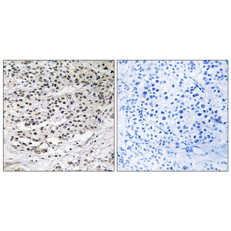Immunohistochemistry - Anti-AZI1 Antibody (C14137) - Antibodies.com