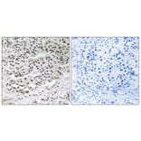 Immunohistochemistry - Anti-AZI1 Antibody (C14137) - Antibodies.com