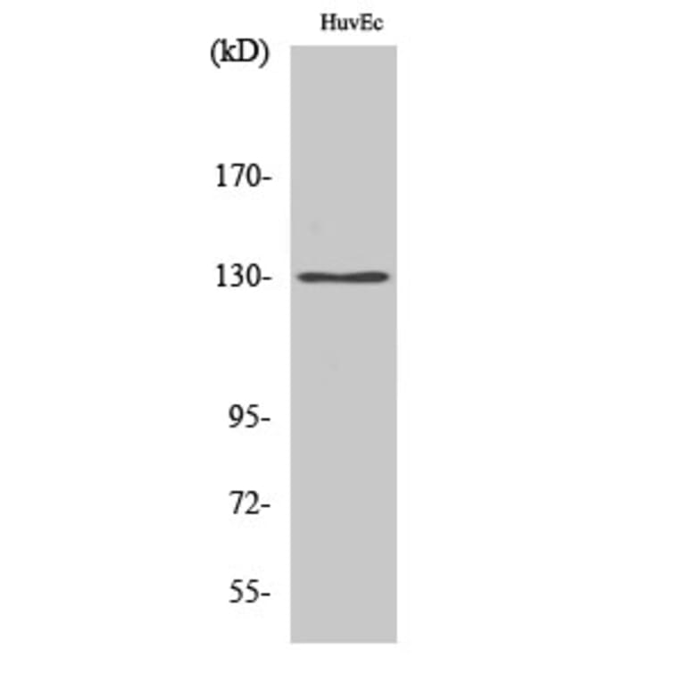 Western Blot - Anti-AZI1 Antibody (C14137) - Antibodies.com