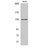 Western Blot - Anti-AZI1 Antibody (C14137) - Antibodies.com