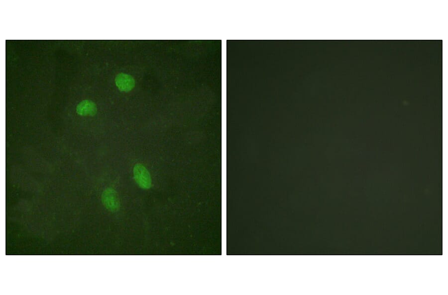 Immunofluorescence - Anti-ATF2 Antibody (B0819) - Antibodies.com