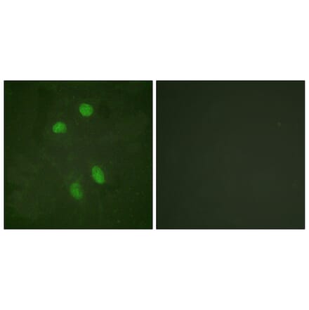 Immunofluorescence - Anti-ATF2 Antibody (B0819) - Antibodies.com