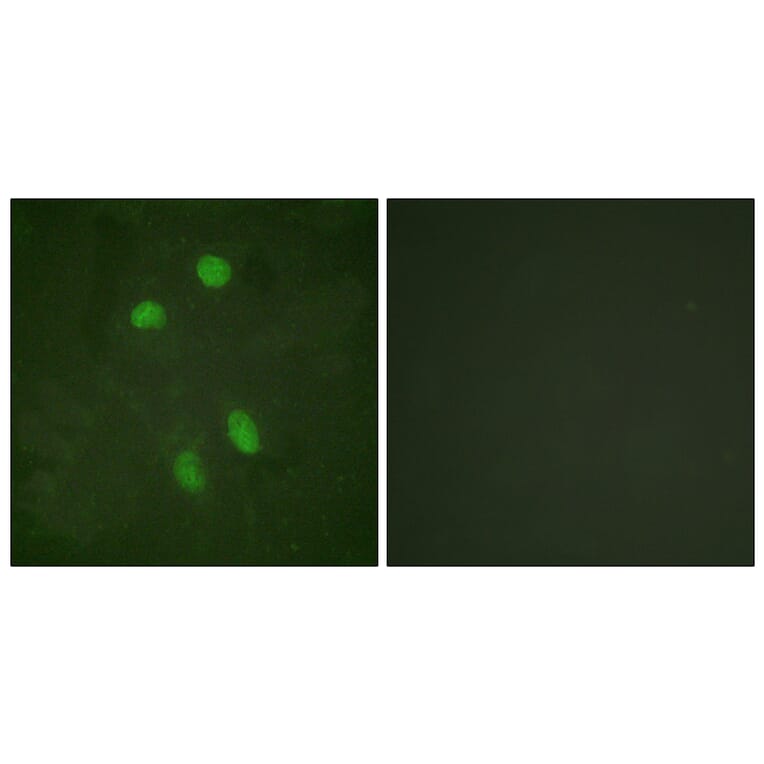 Immunofluorescence - Anti-ATF2 Antibody (B0819) - Antibodies.com