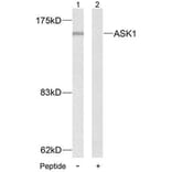 Western Blot - Anti-ASK1 Antibody (B7010) - Antibodies.com