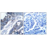 Immunohistochemistry - Anti-ASK1 Antibody (B7010) - Antibodies.com