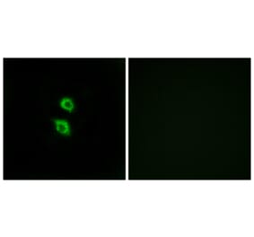 Immunofluorescence - Anti-ARSD Antibody (C14566) - Antibodies.com