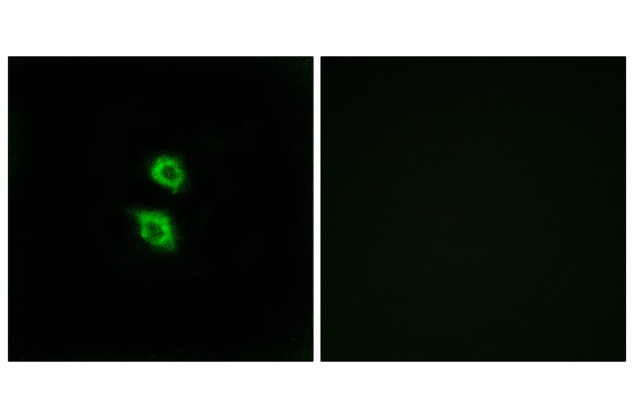 Immunofluorescence - Anti-ARSD Antibody (C14566) - Antibodies.com