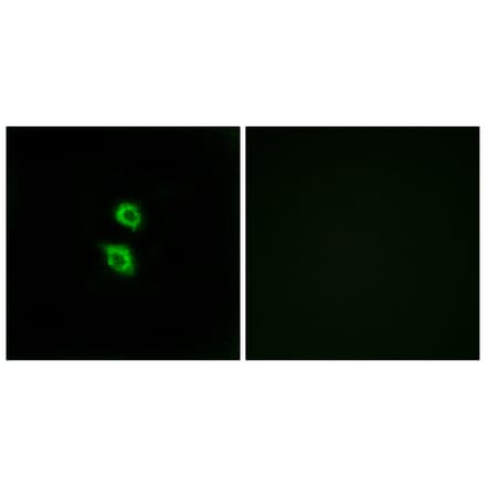 Immunofluorescence - Anti-ARSD Antibody (C14566) - Antibodies.com