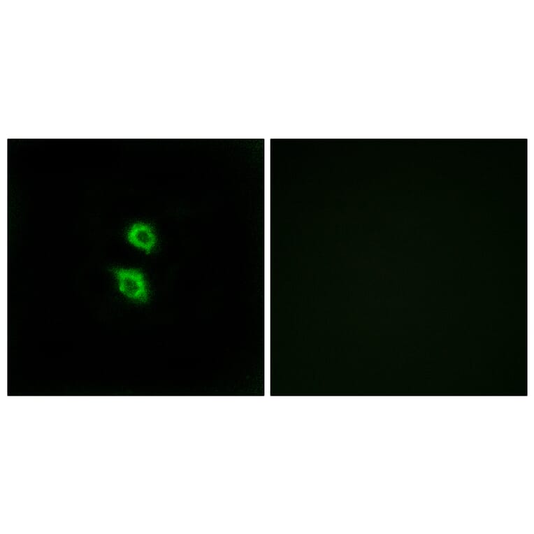 Immunofluorescence - Anti-ARSD Antibody (C14566) - Antibodies.com