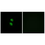 Immunofluorescence - Anti-ARSD Antibody (C14566) - Antibodies.com