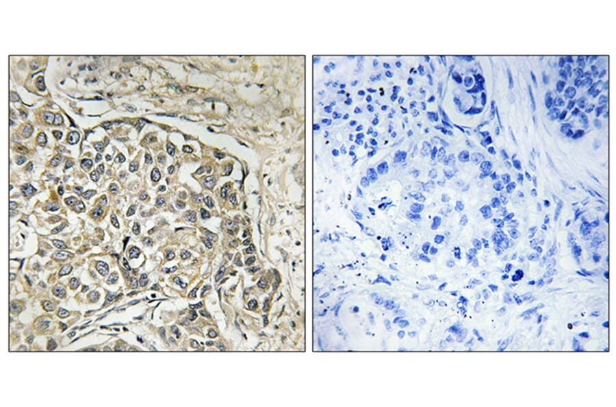 Immunohistochemistry - Anti-ARSD Antibody (C14566) - Antibodies.com