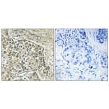 Immunohistochemistry - Anti-ARSD Antibody (C14566) - Antibodies.com