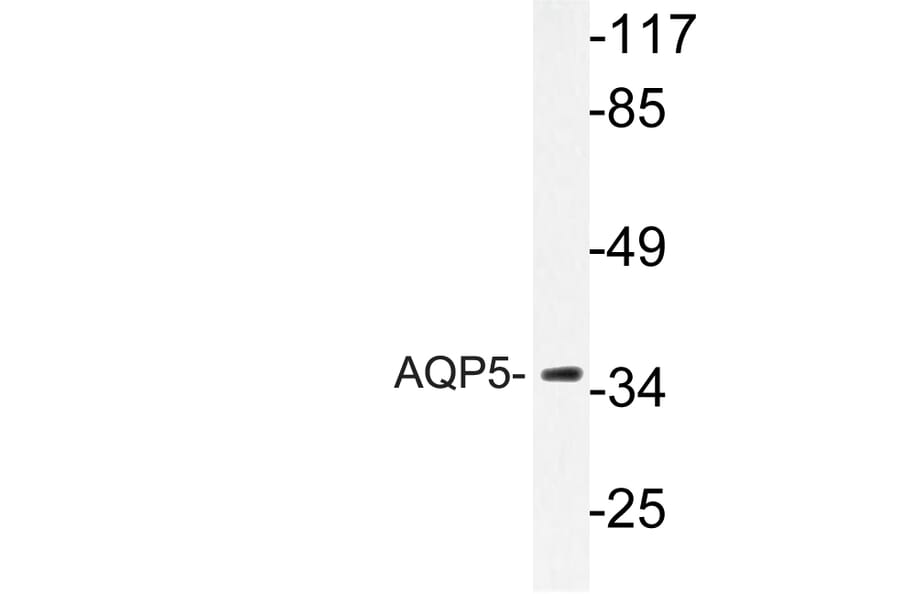 Western Blot - Anti-AQP5 Antibody (R12-2029) - Antibodies.com