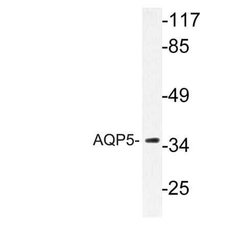 Western Blot - Anti-AQP5 Antibody (R12-2029) - Antibodies.com