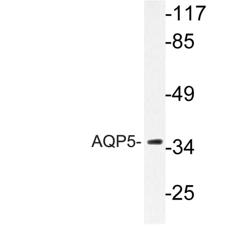 Western Blot - Anti-AQP5 Antibody (R12-2029) - Antibodies.com