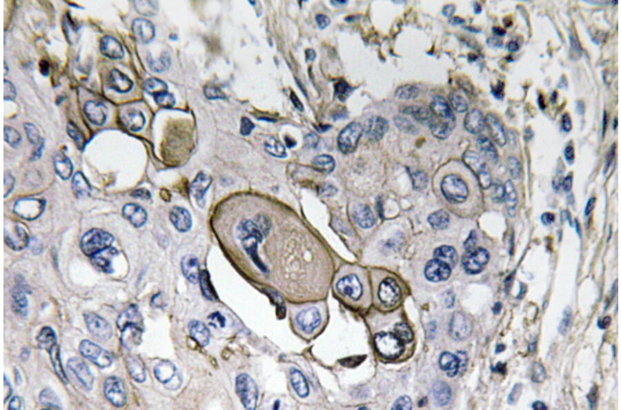 Immunohistochemistry - Anti-AQP5 Antibody (R12-2029) - Antibodies.com