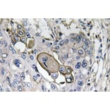 Immunohistochemistry - Anti-AQP5 Antibody (R12-2029) - Antibodies.com