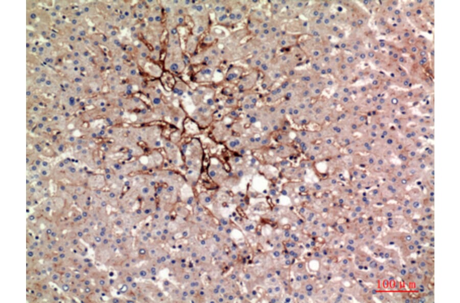 Immunohistochemistry - Anti-ALPL Antibody (C30185) - Antibodies.com
