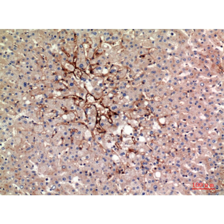 Immunohistochemistry - Anti-ALPL Antibody (C30185) - Antibodies.com