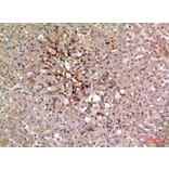 Immunohistochemistry - Anti-ALPL Antibody (C30185) - Antibodies.com