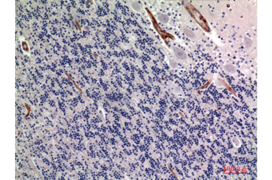Immunohistochemistry - Anti-ALPL Antibody (C30185) - Antibodies.com