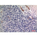 Immunohistochemistry - Anti-ALPL Antibody (C30185) - Antibodies.com