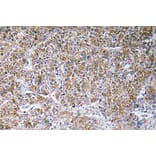 Immunohistochemistry - Anti-ACBP Antibody (R12-2003) - Antibodies.com