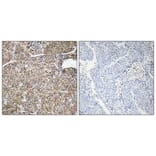 Immunohistochemistry - Anti-ACBP Antibody (R12-2003) - Antibodies.com