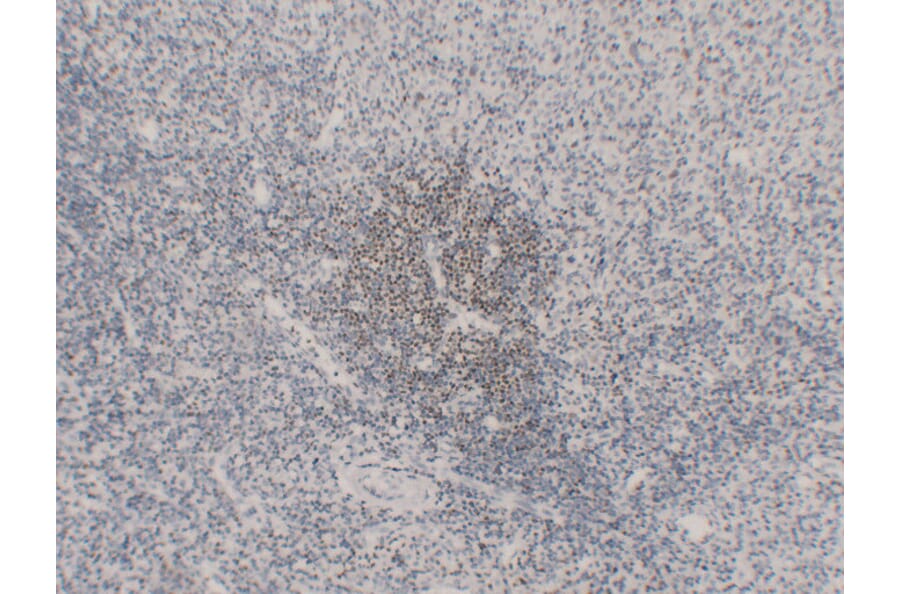 Immunohistochemistry - Anti-OCT2 Antibody (V0105) - Antibodies.com