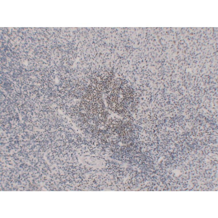 Immunohistochemistry - Anti-OCT2 Antibody (V0105) - Antibodies.com