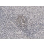 Immunohistochemistry - Anti-OCT2 Antibody (V0105) - Antibodies.com