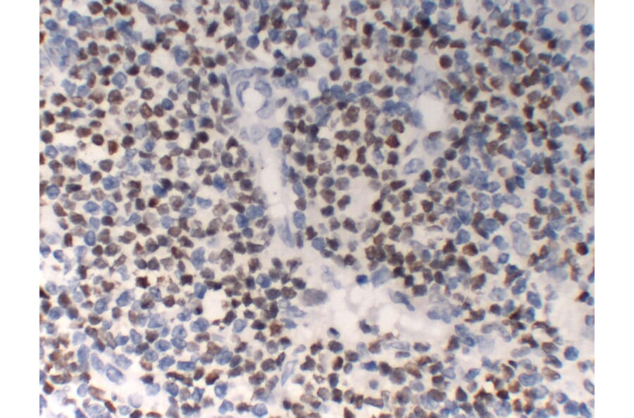 Immunohistochemistry - Anti-OCT2 Antibody (V0105) - Antibodies.com