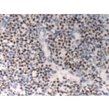 Immunohistochemistry - Anti-OCT2 Antibody (V0105) - Antibodies.com