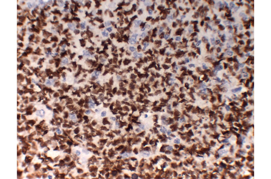Immunohistochemistry - Anti-OCT2 Antibody (V0105) - Antibodies.com