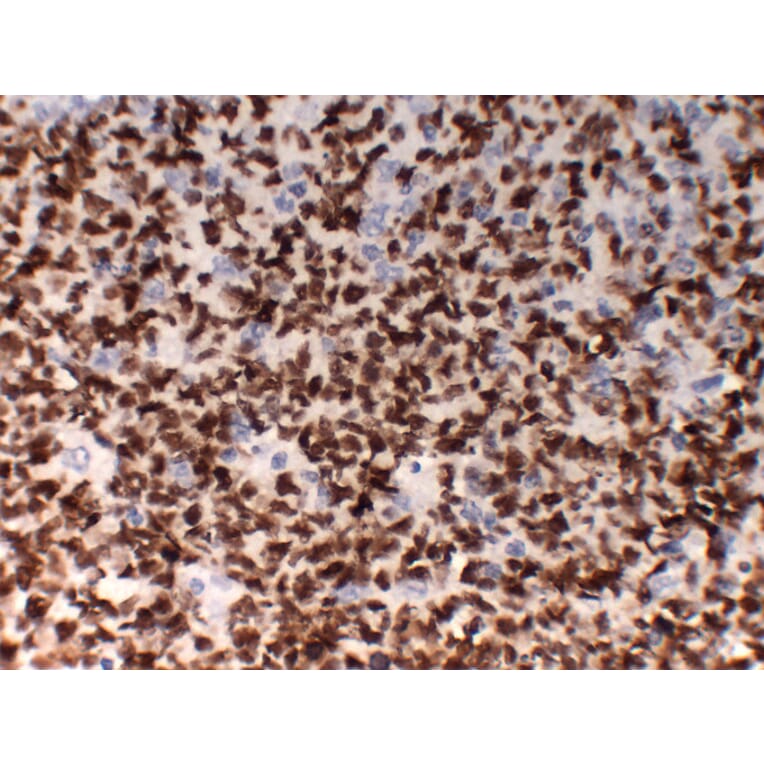 Immunohistochemistry - Anti-OCT2 Antibody (V0105) - Antibodies.com