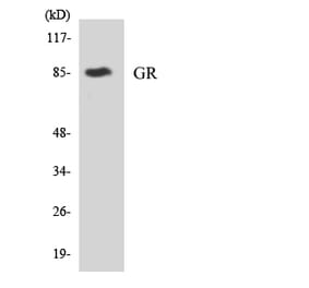 Western Blot - Anti-GR Antibody (R12-2852) - Antibodies.com
