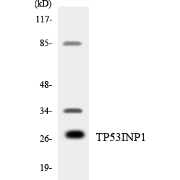 Western Blot - Anti-TP53INP1 Antibody (R12-3644) - Antibodies.com